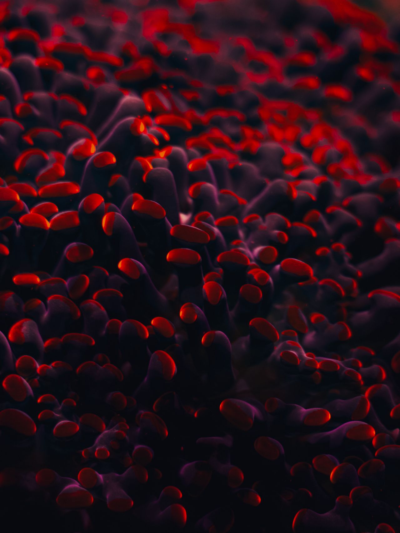 red-inflame abstract red dots, like blood cells, representing inflammation. Ayurveda says that inflammation is communication from the body.